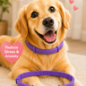 Pawzlex Pemium Collar